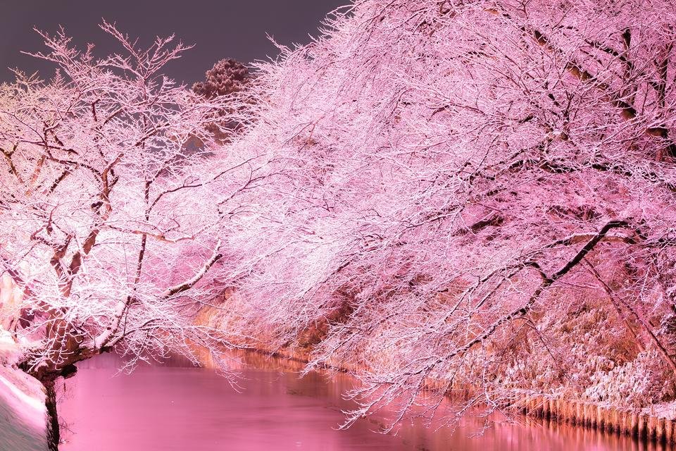 2025年～2026年！冬も青森県弘前公園で桜が楽しめる【冬に咲くさくら